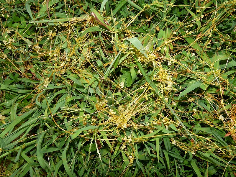 Cuscuta campestris / Cuscuta ungherese